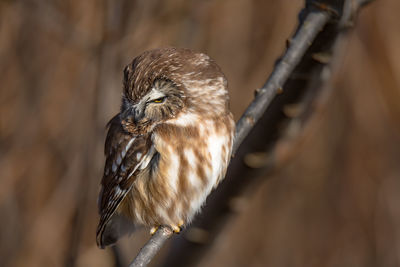 Close-up of owl perching on branch