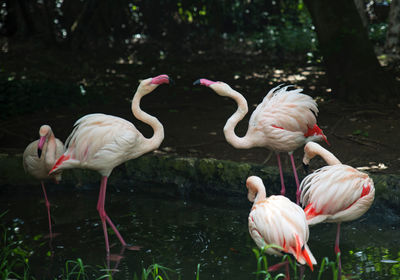 View of birds in lake