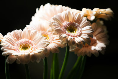 Close-up of daisy flowers against black background