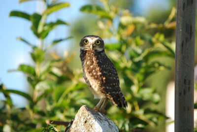 Close-up of owl perching on tree