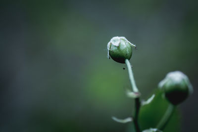 Close-up of plant against blurred background