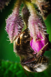 Close-up of honey bee on thistle