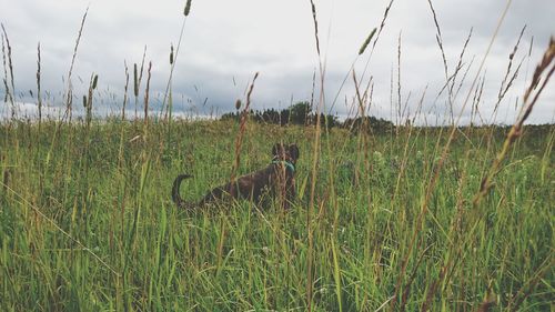 Scenic view of grassy field against sky