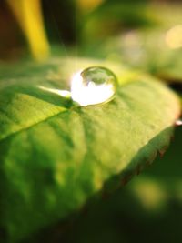 Close-up of illuminated leaf