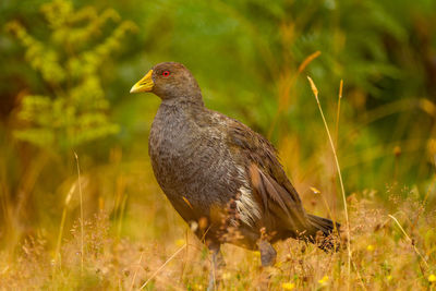 Close-up of bird perching on a field