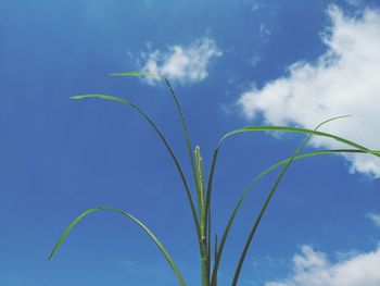 Low angle view of plant against blue sky