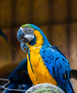 Close-up of blue and gold macaw parrot