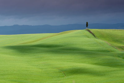 Single tree on rolling green landscape