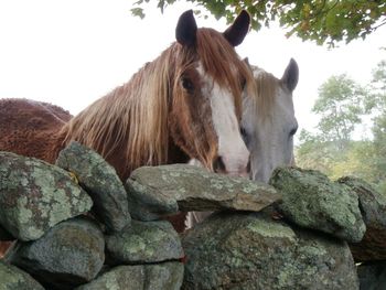 Close-up of horse standing against trees