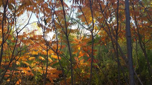 Trees in forest