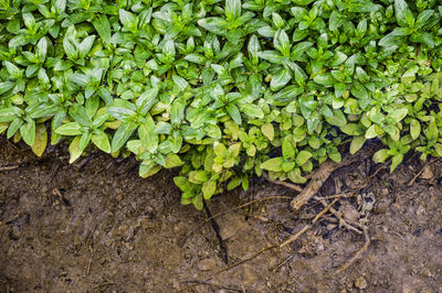 High angle view of plants growing on field