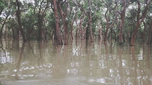 Reflection of trees in water