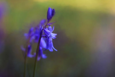 Close-up of purple flowering plant