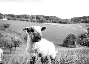 Sheep standing in a field