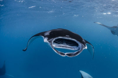 Wide angle view of a school of manta rays, in baa atoll ,madives