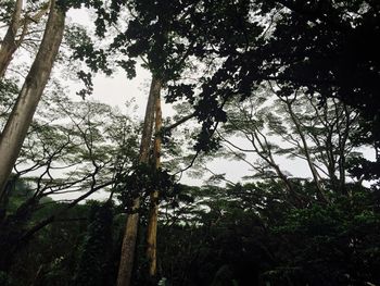 Low angle view of trees against sky