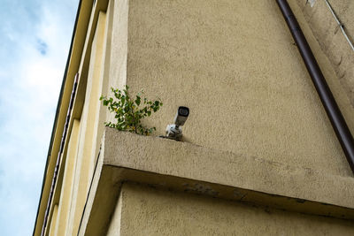 Plant grown on the building near the surveillance camera