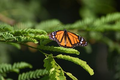 Butterfly on leaf
