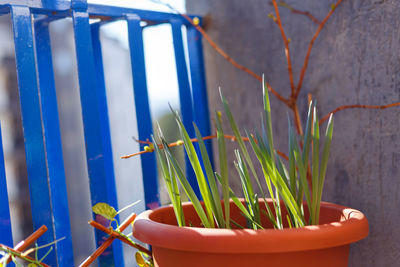 Close-up of potted plant against blue wall