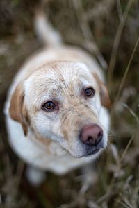 Close-up portrait of dog on field