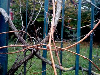 Close-up of branches in forest