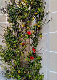 Flowering plants against wall and building