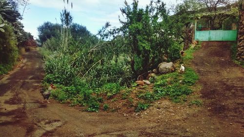 Dirt road passing through trees