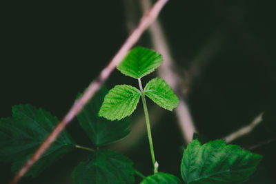 Close-up of green leaves