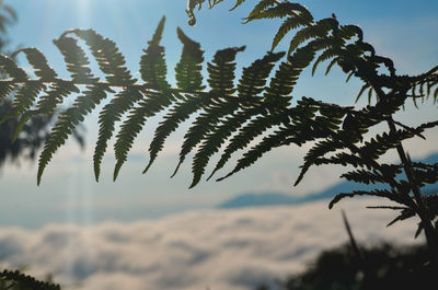 Low angle view of tree against sky