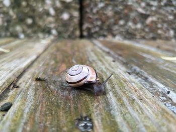 Close-up of snail on wood