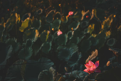 High angle view of red flowering plants