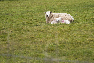 Sheep relaxing with lambs on grassy field