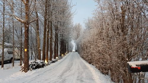 Road amidst trees