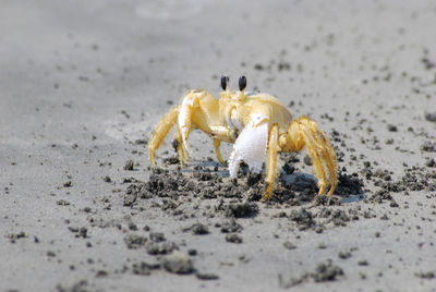 Close-up of crab on beach