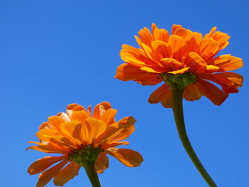 Low angle view of orange cosmos flower against clear sky