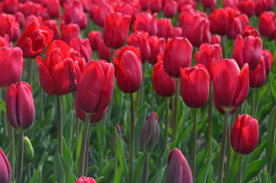 Close-up of red tulips in field