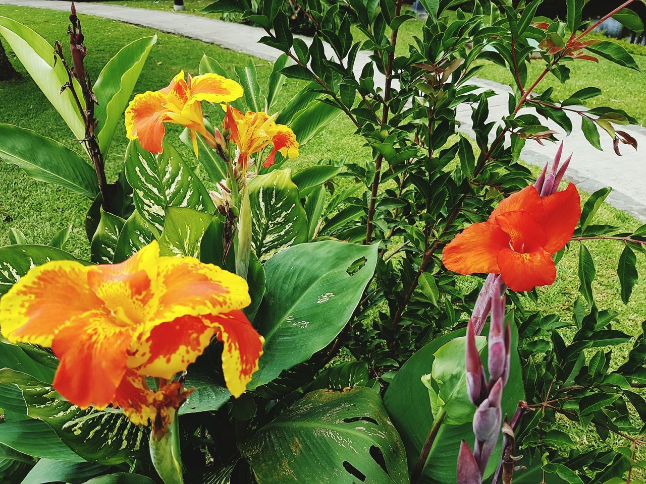 CLOSE-UP OF YELLOW FLOWERS GROWING ON PLANT