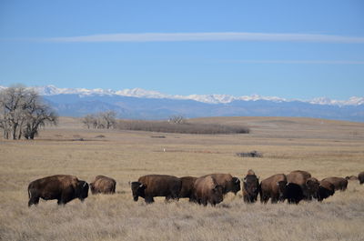Bison grazing on field against sky