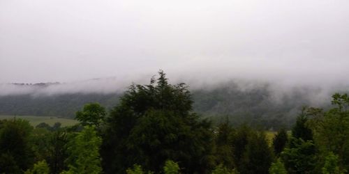 Trees in forest against sky