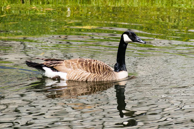 Bird swimming in lake