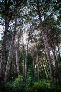 Low angle view of trees in forest