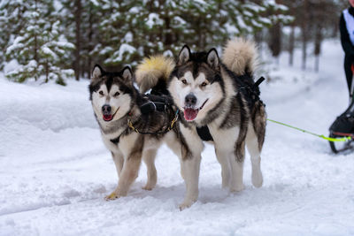 Dogs on snow field