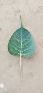 High angle view of dry leaf on sand