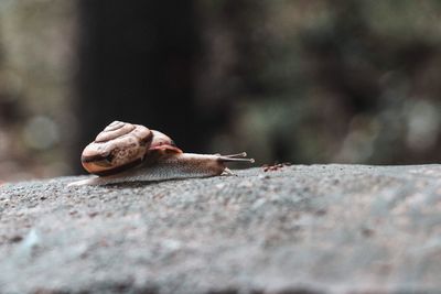 Close-up of snail on rock