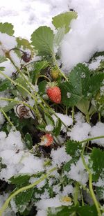 Close-up of frozen berries in winter