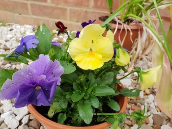 Close-up of yellow flowering plant
