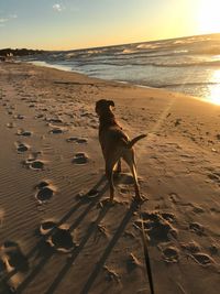 Dog on beach against sky during sunset