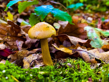 Close-up of mushrooms on field during autumn