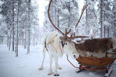 View of deer on snow covered field