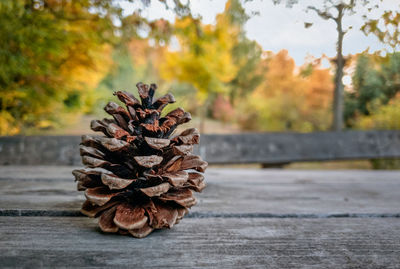 Close-up of pine cone on table